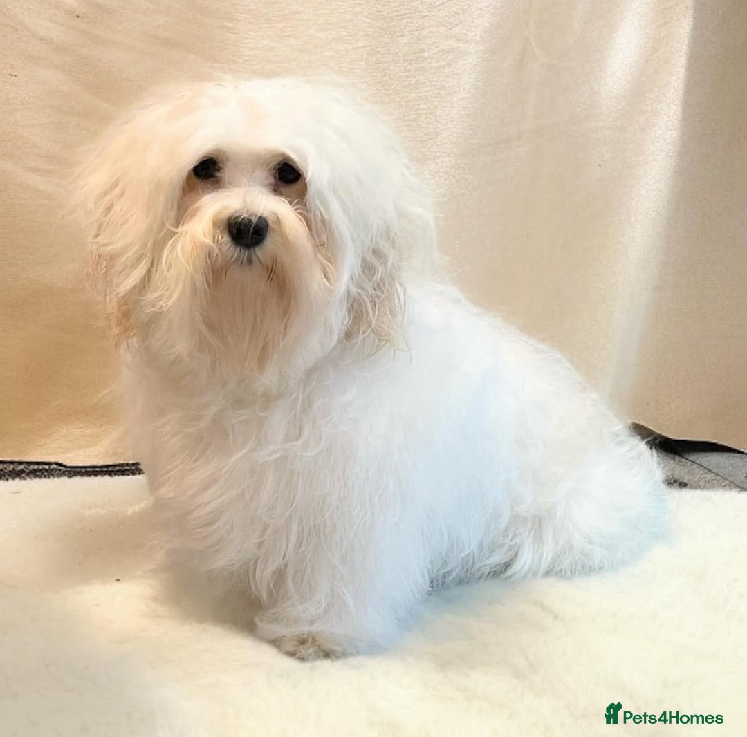 Havanese dogs for sale: Havanese girl  - Image 2