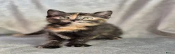 Mixed Breed cats for sale: 4 female kittens available - Advert 17