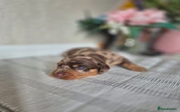 Dachshund dogs for sale: Miniature dachshund puppies PRA CLR - Image 4