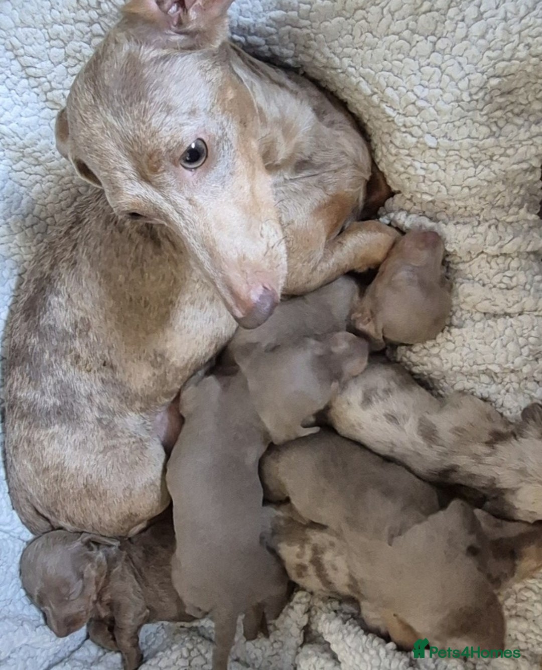 Miniature Dachshund dogs for sale: adorable littel puppies - Image 7