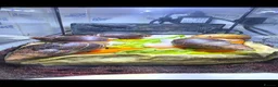 Snails invertebrates for sale: African land snail babies  in Bournemouth - Advert 9