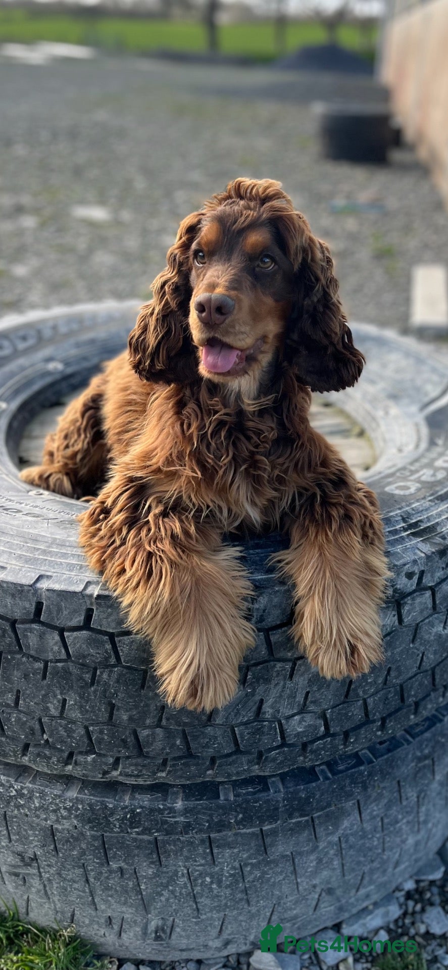 Cocker Spaniel dogs Health tested KC registered show type cocker 🐶  - Advert 2
