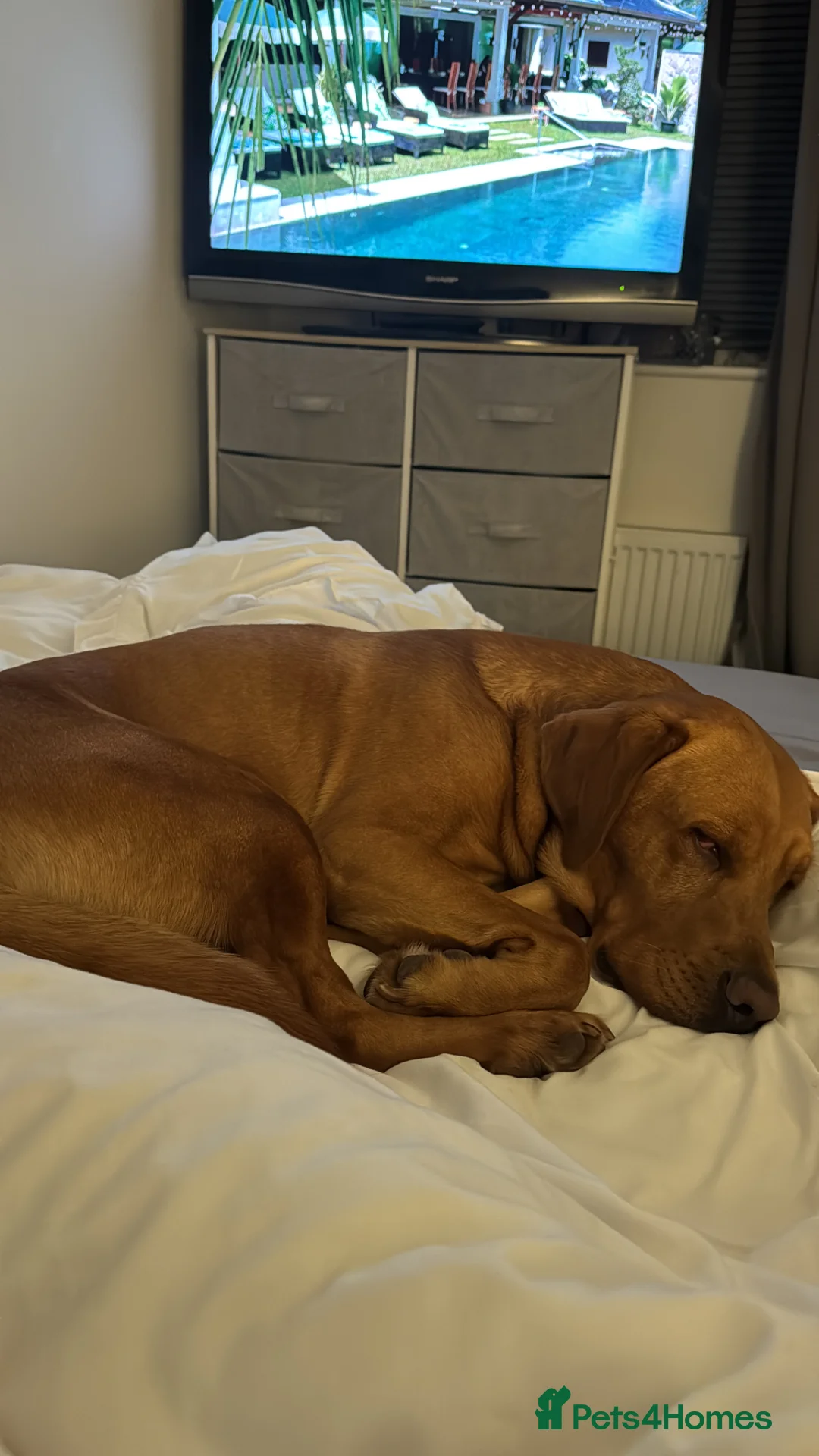 Labrador Retriever dogs for stud: Fox red Labrador for STUD ONLY - Advert 2