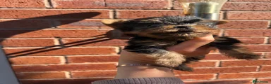 Puppy 2