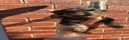Yorkshire Terrier dogs for sale: Kennel Club Registered Yorkshire Terries in Stockport - Advert 2