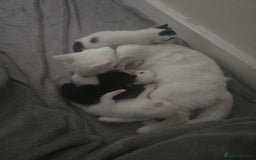 Domestic Shorthair cats for sale: 4 Kittens for sale  - Image 5