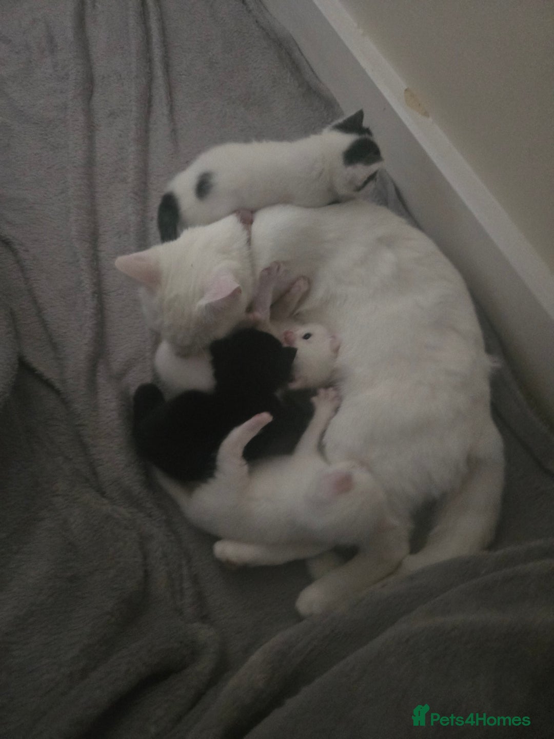 Domestic Shorthair cats for sale: 4 Kittens for sale  - Image 5