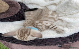 Bengal cats for sale: 3 Pure Bengals left  - Image 28