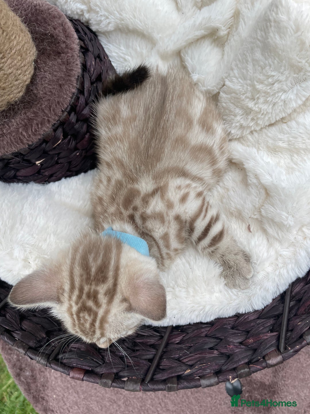Bengal cats for sale: 3 Pure Bengals left  - Image 28