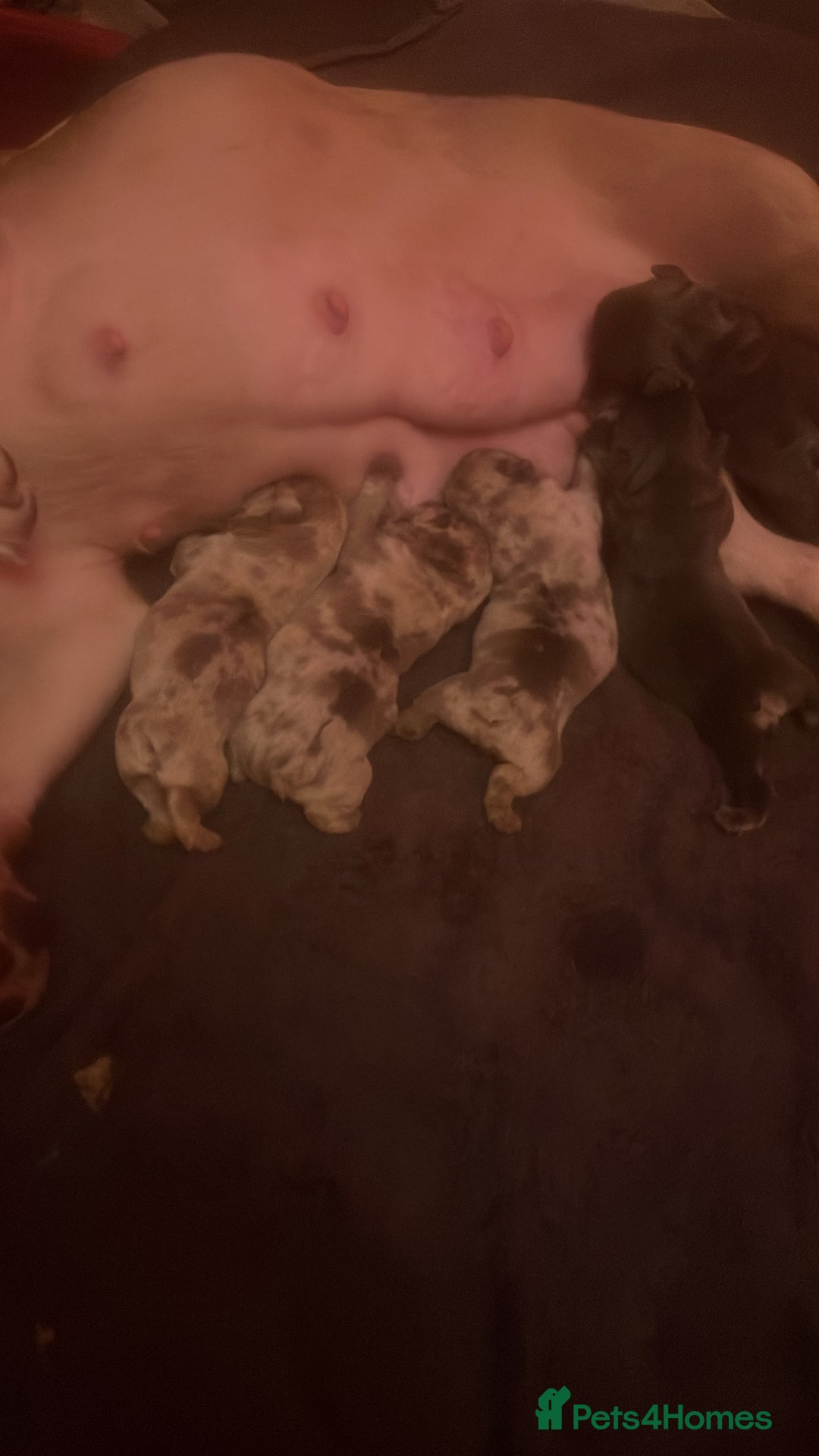 French Bulldog dogs for sale: 🐾 French Bulldog Puppies for Sale - Image 15