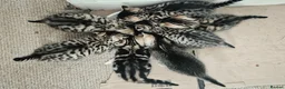 Mixed Breed cats for sale: Seven Tabbies from our Lucky Black Cat - Advert 6