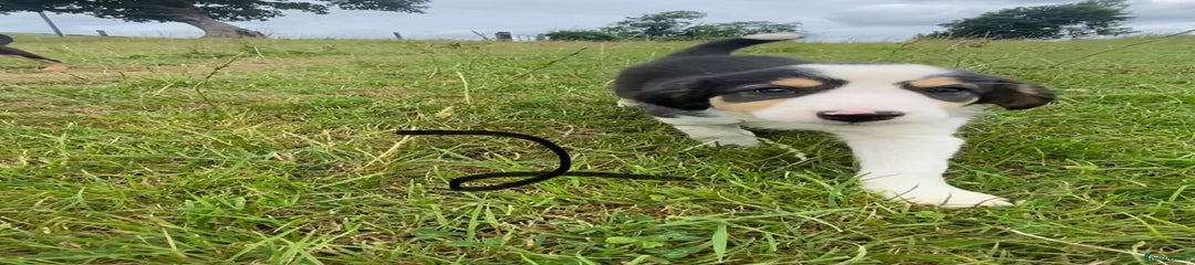 Border Collie Puppy 2
