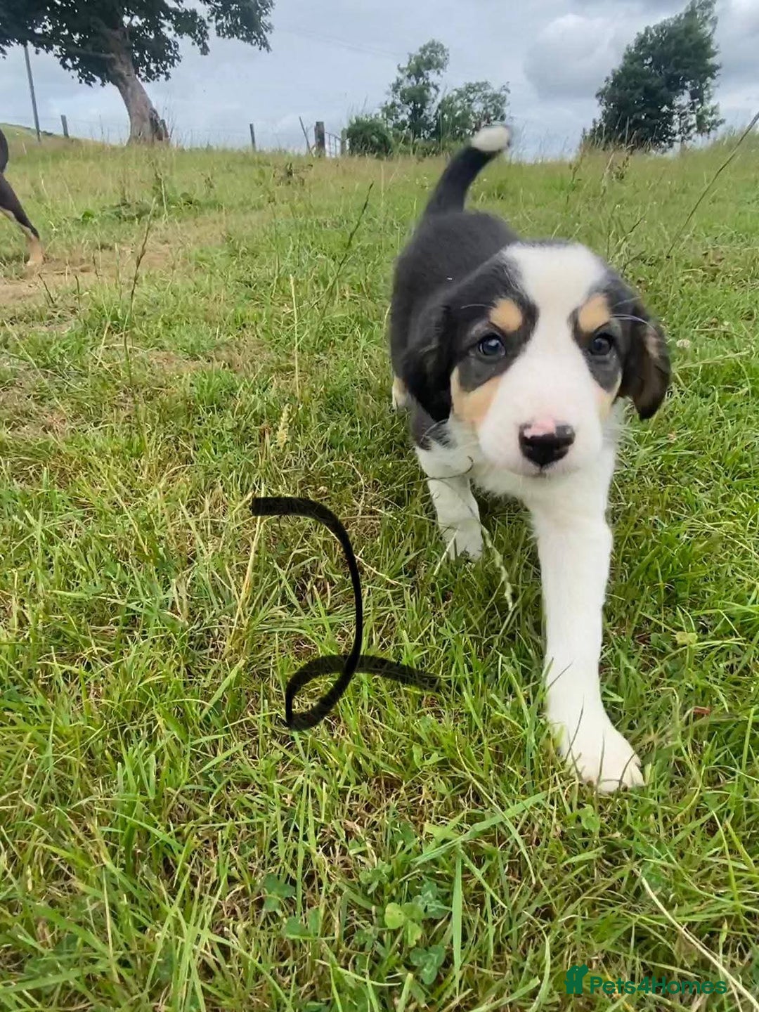 Border Collie dogs for sale: Four Female Border Collie Puppies  - Image 4