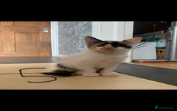 Mixed Breed cats for sale: 5 beautiful kittens ready for their forever home  - Image 6