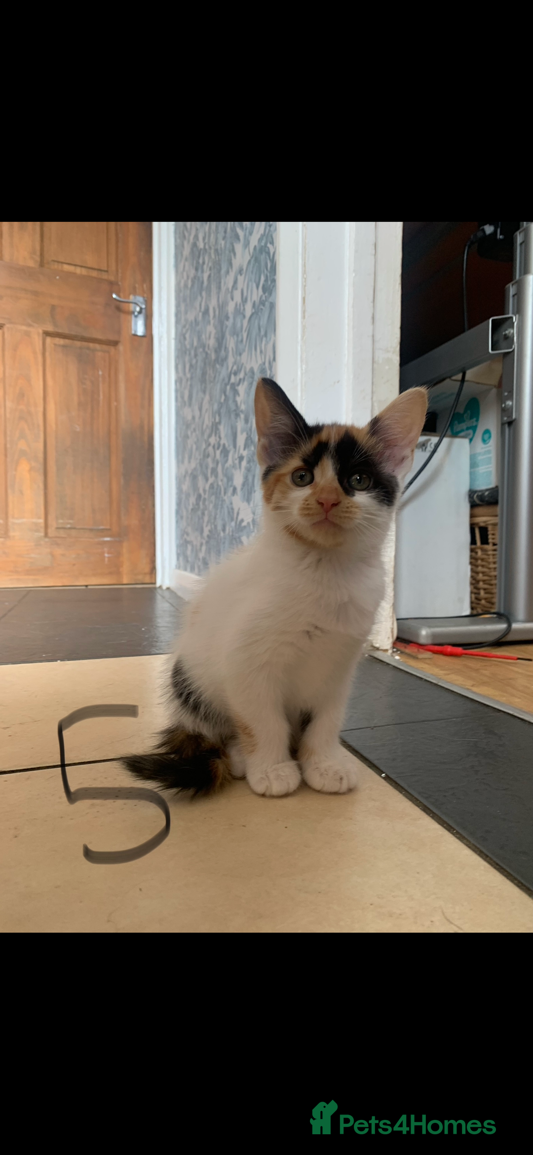 Mixed Breed cats for sale: 5 beautiful kittens ready for their forever home  - Image 6