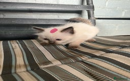 Ragdoll cats for sale: Ragdoll kittens READY NOW  - Image 4