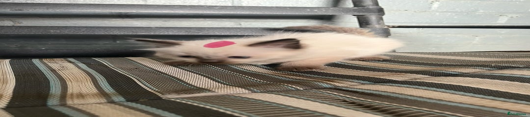 Ragdoll Kitten 3