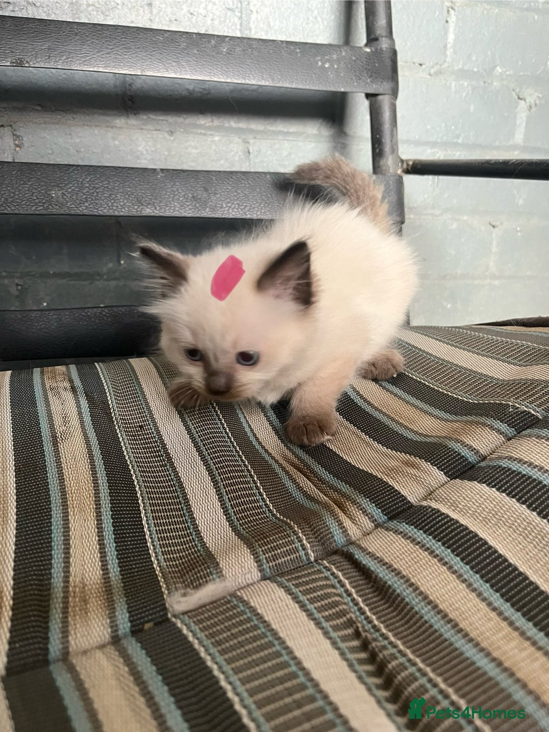 Ragdoll cats for sale: Ragdoll kittens READY NOW  - Image 4