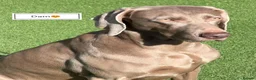 Weimaraner dogs for sale: Stunning pedigree pups-London, due on 24 July - Advert 1