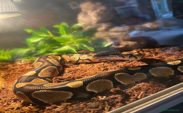 Python Snake reptiles - Advert 1