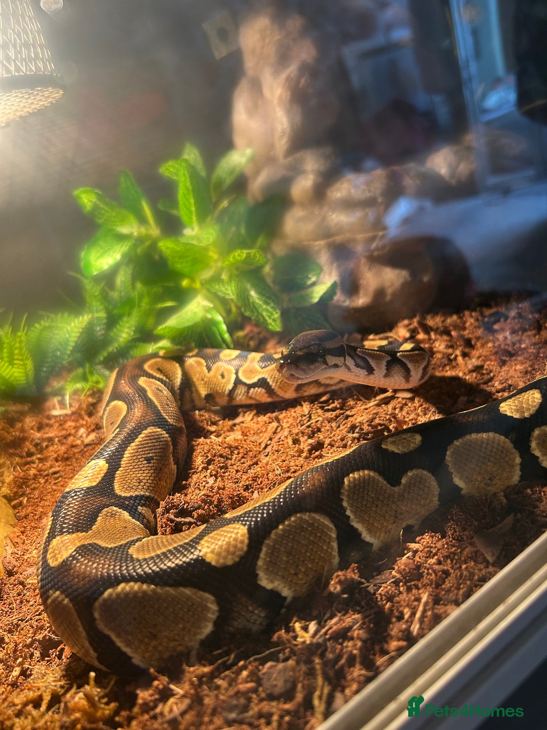Python Snake reptiles for sale: Ball python  - Image 1