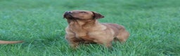 Labrador Retriever dogs for stud: Extensively Health Tested Fox Red Labrador Stud in Totnes - Advert 2