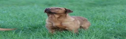 Labrador Retriever dogs for stud: Extensively Health Tested Fox Red Labrador Stud in Totnes - Advert 2
