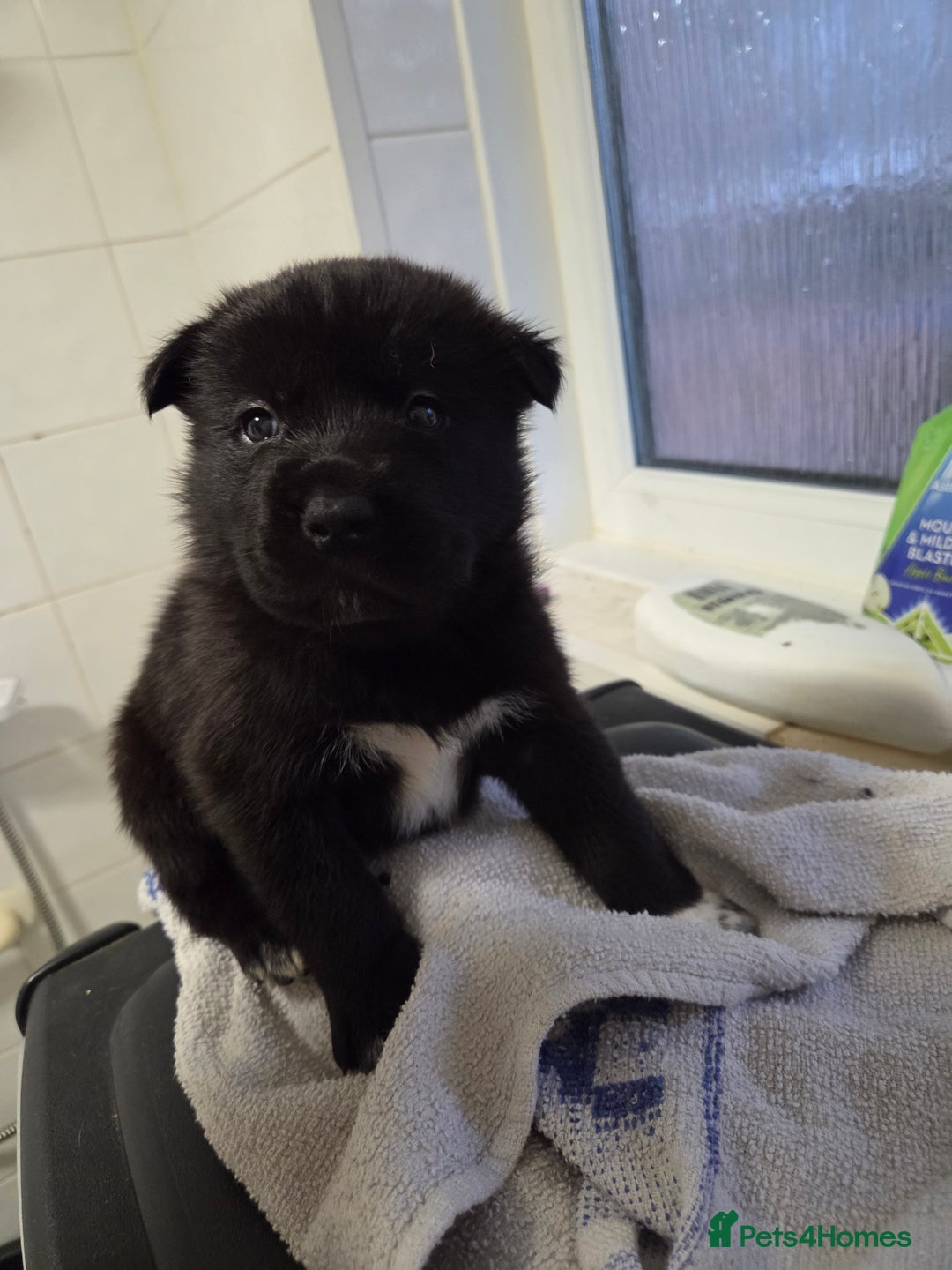 Mixed Breed dogs for sale: 3 girls left for rehoming  - Advert 8