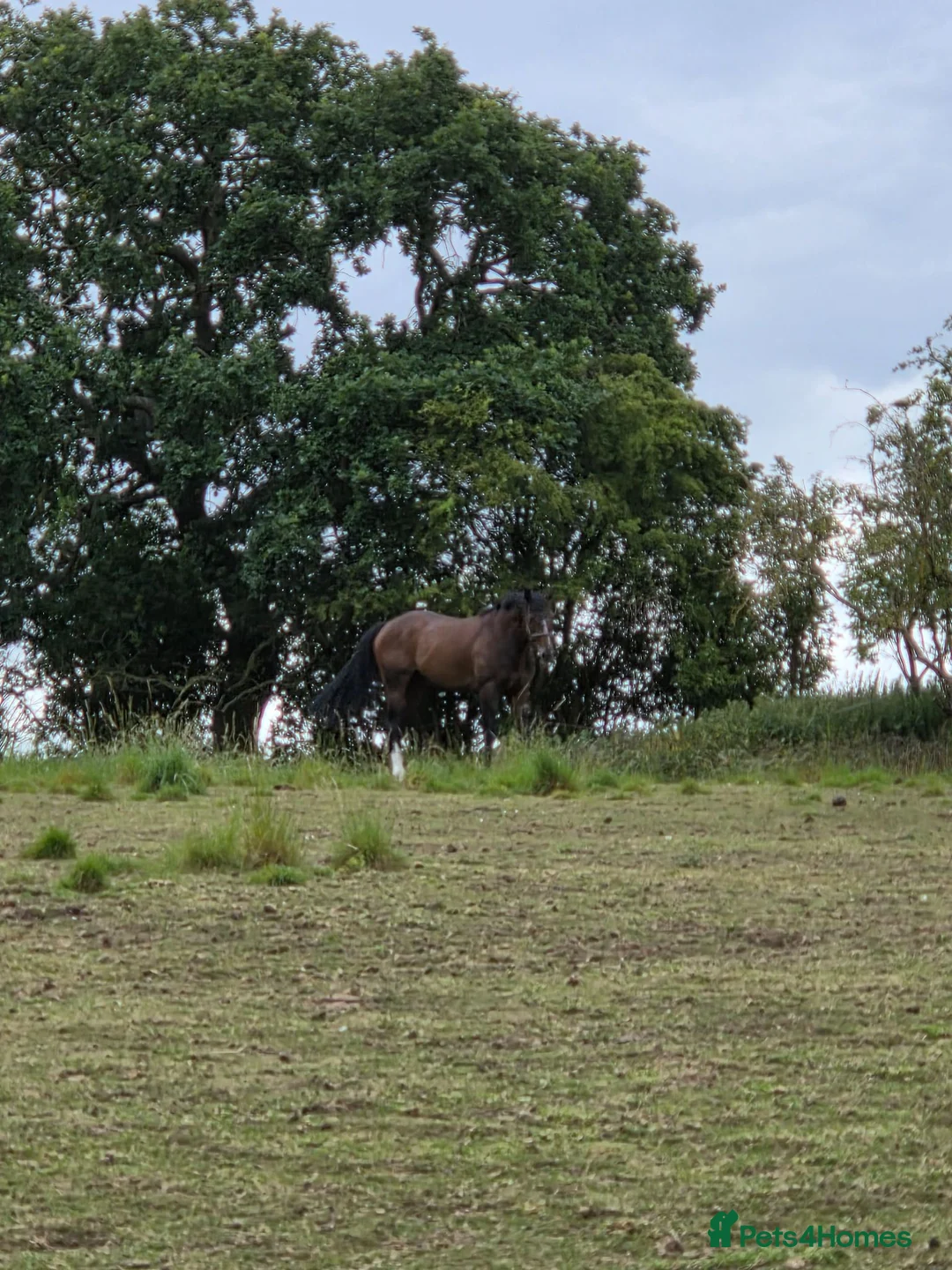 English Thoroughbred horses for sale: Stunning Bay thoroughbred gelding 3 years - Advert 2