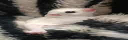 Sugar Glider rodents for sale: 💕Beautiful Leucistic Sugar Glider Baby Girl 💖 - Advert 5
