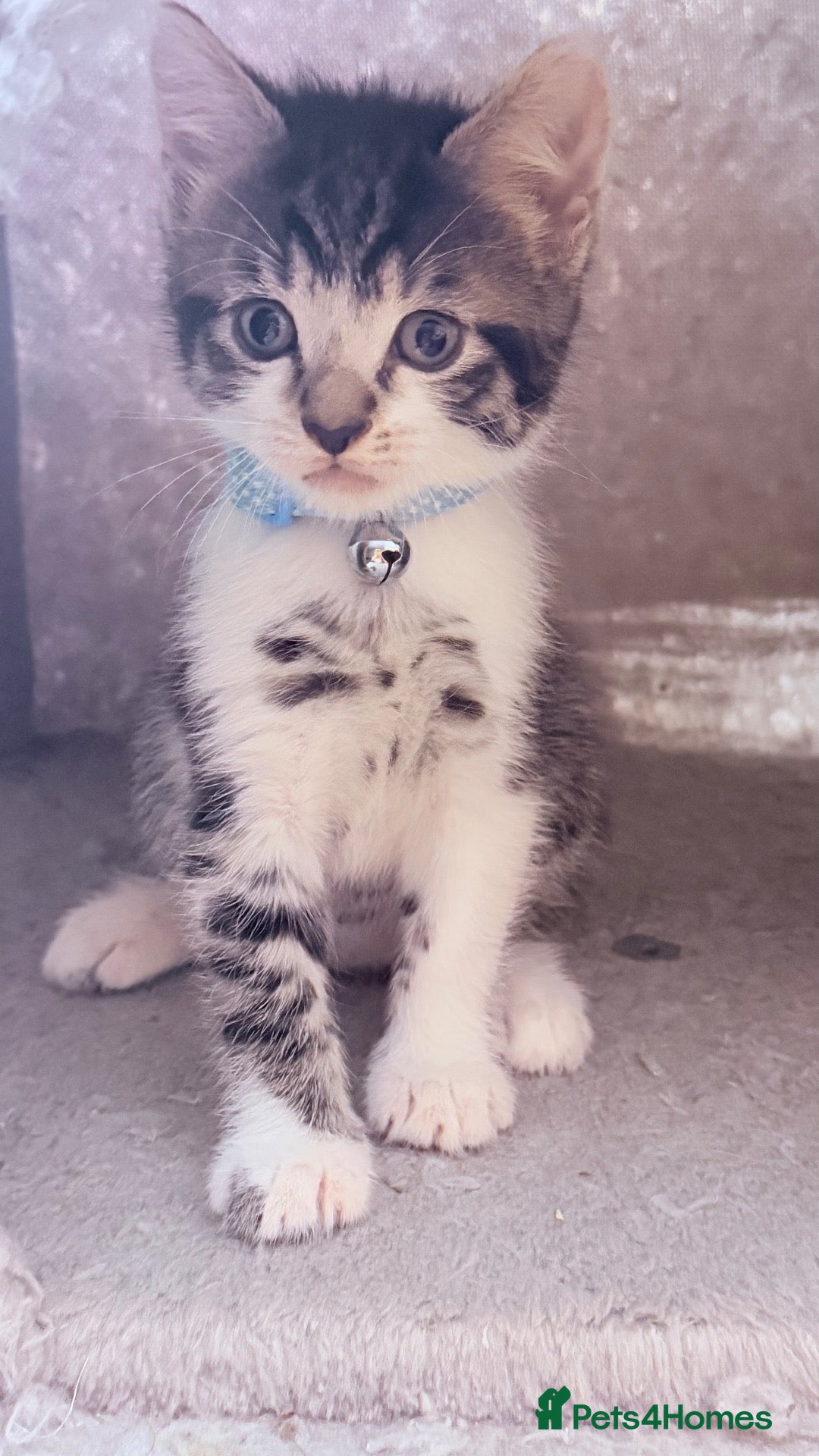 Mixed Breed cats 🩶Ragamuffin crossed Bengal kittens🩶 - Advert 12