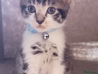 Mixed Breed cats 🩶Ragamuffin crossed Bengal kittens🩶 - Advert 12