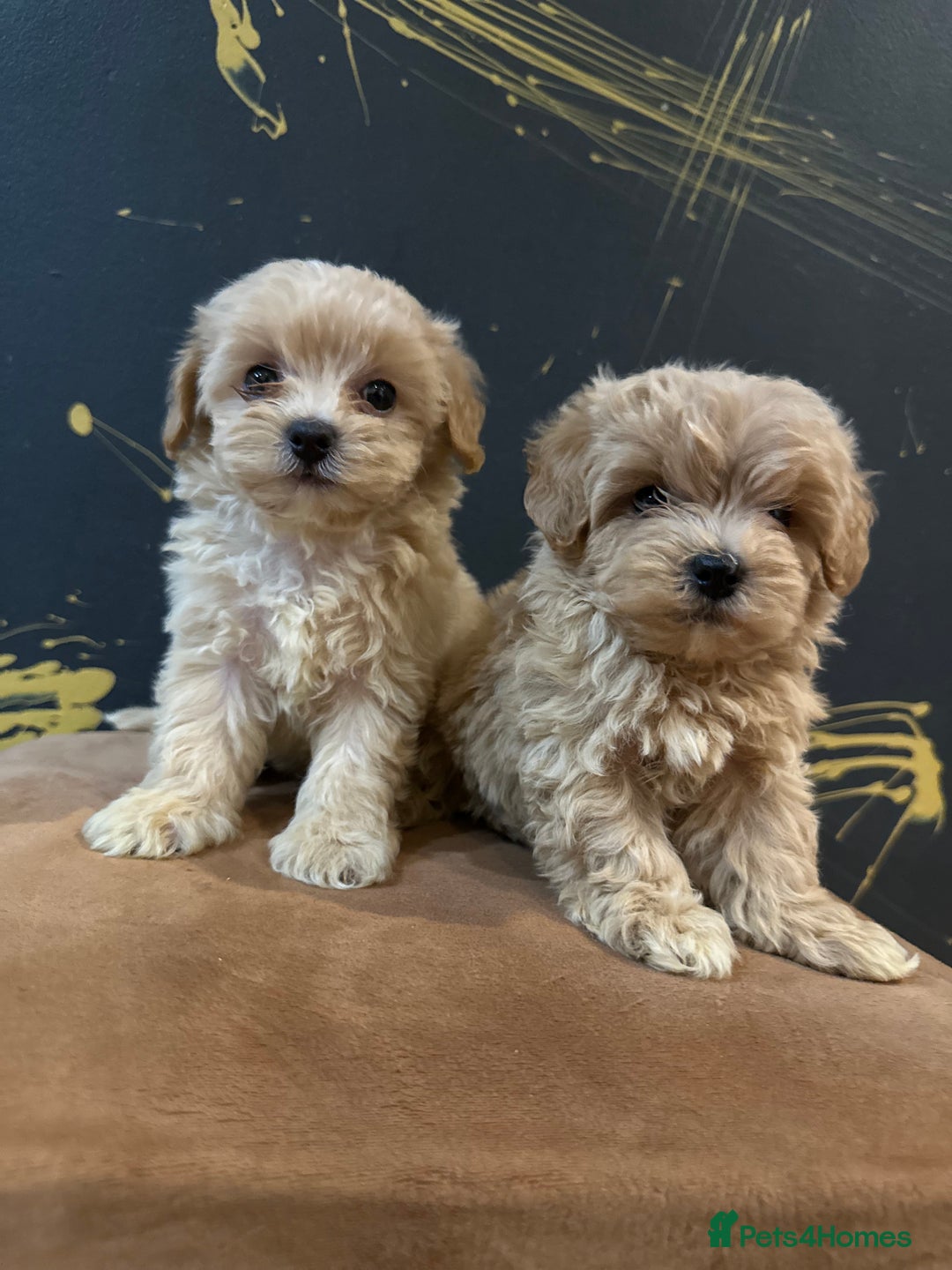 Maltipoo dogs for sale: Gourgeous toy maltipoo puppies❤️ - Image 8
