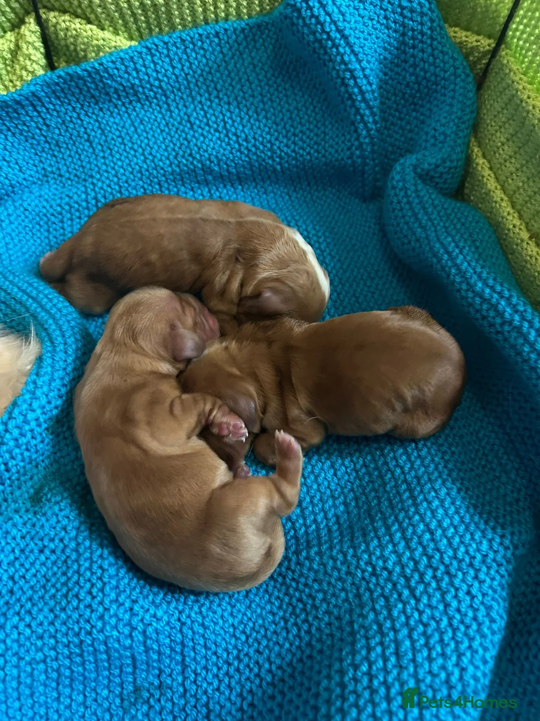 Cocker Spaniel dogs for stud: Nelson show cocker STUD  in Maidstone - Advert 6