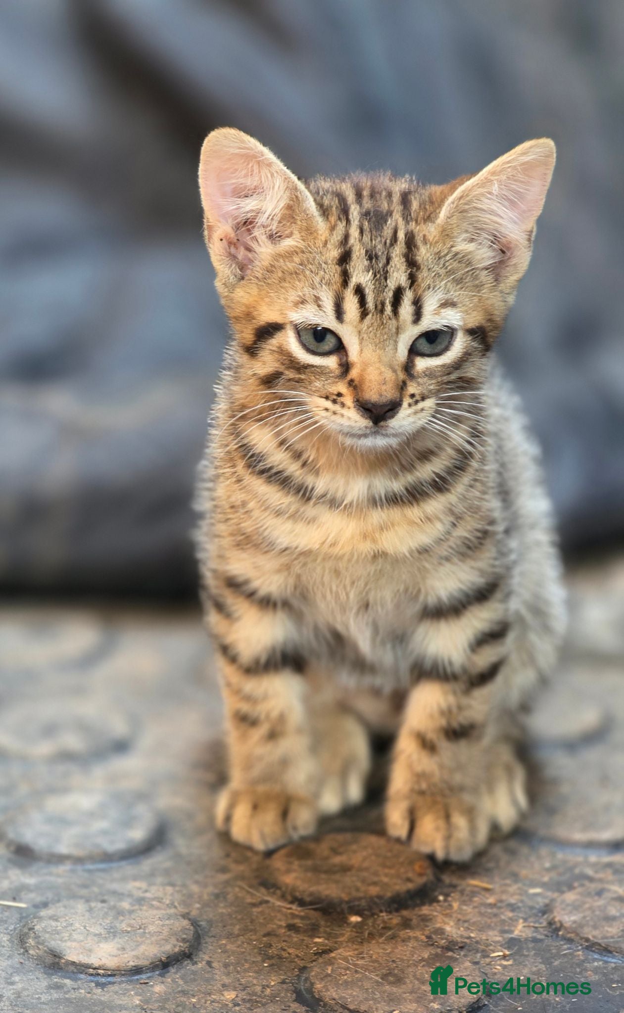 Bengal cats Beautiful Bengal x kittens for sale - Advert 1
