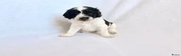 Goldendoodle dogs for sale: Gorgeous Double Doodle Boys - Advert 34