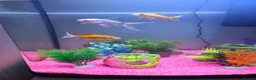 Goldfish fish for sale: Fish tank and fish for sale in Middlesbrough - Advert 4
