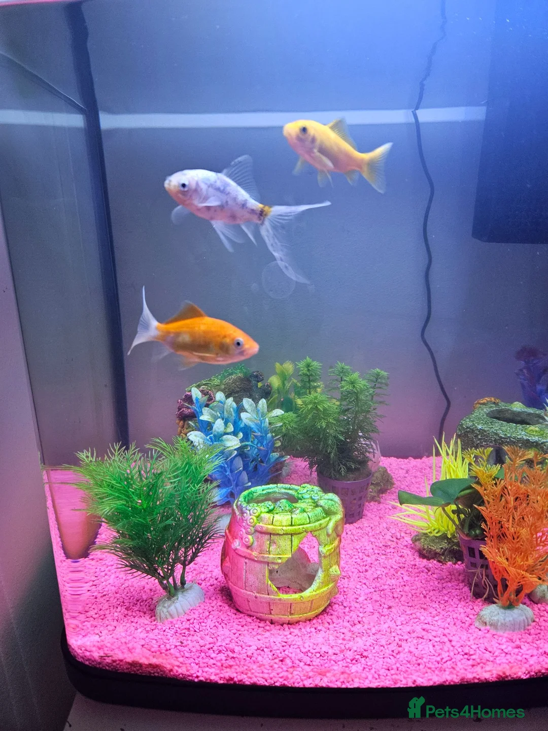 Goldfish fish for sale: Fish tank and fish for sale in Middlesbrough - Advert 4