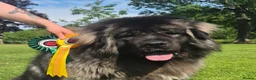 Caucasian Shepherd Dog dogs for sale: Caucasian shepherd Junior Champion  - Advert 7