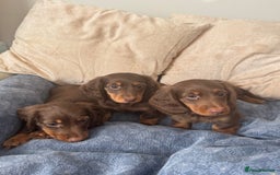 Dachshund dogs for sale: Mini Dachshund long haired  - Image 2