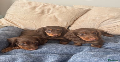 Dachshund dogs - Advert 3