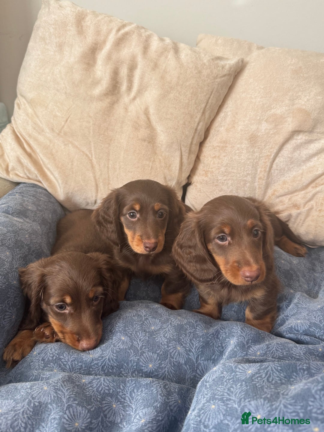 Dachshund dogs for sale: Mini Dachshund long haired  - Image 2
