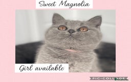 British Shorthair cats for sale: 🌸 Champion GCCF British Shorthair’s 🌸 - Image 1