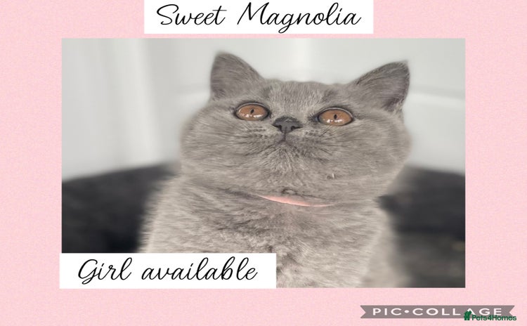 British Shorthair cats - Advert 1