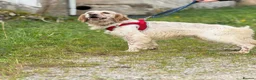 English Setter dogs for adoption: Oleo  - Advert 8