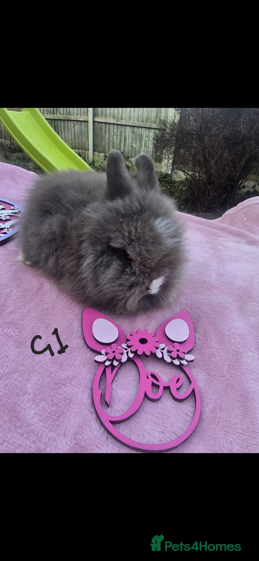 Lionhead rabbits 4 baby DoubleMained Lions  - Advert 18