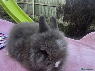 Lionhead rabbits 4 baby DoubleMained Lions - Advert 18