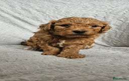 Mini Goldendoodle dogs for sale: Toy Golden Doodles ~ Mini, Loving & Hypoallergenic - Image 22