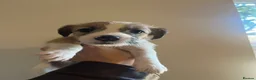 Mixed Breed dogs for sale: Beddy whippet (F1) x Jack Russell pups - Advert 15