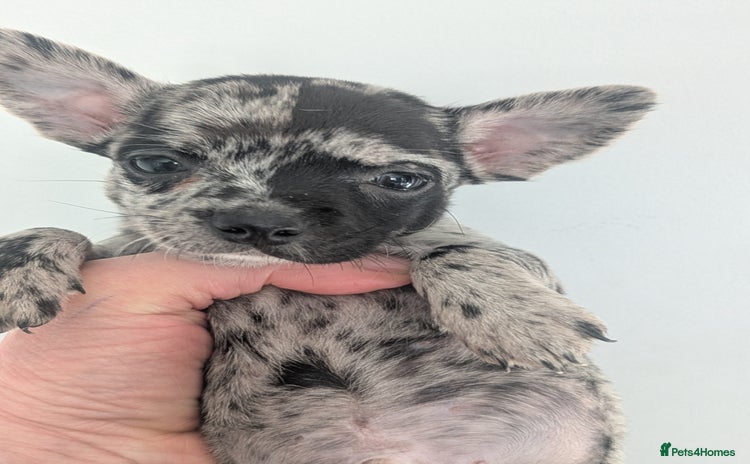 Chihuahua dogs Stunning merle Chihuahua puppies  - Advert 2